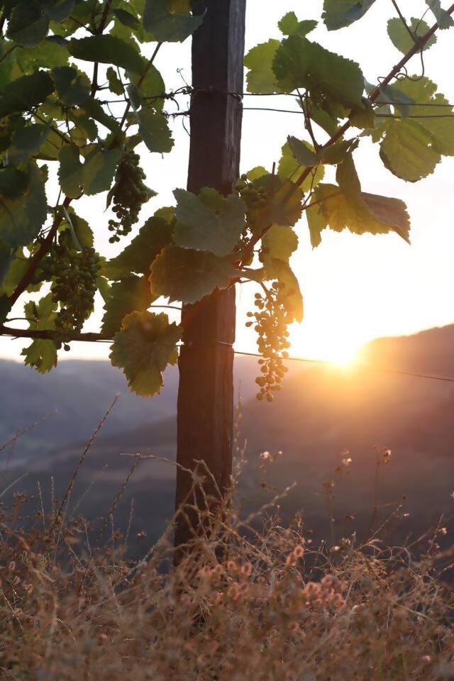 Bed & Breakfast Quinta Vale De Lobos Folgosa (Armamar)